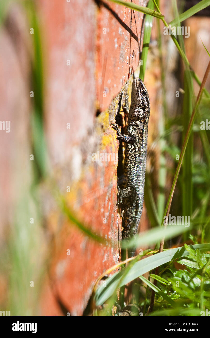 Lézard vivipare ou communs - Lacerta vivipara / Zootoca vivipara Banque D'Images