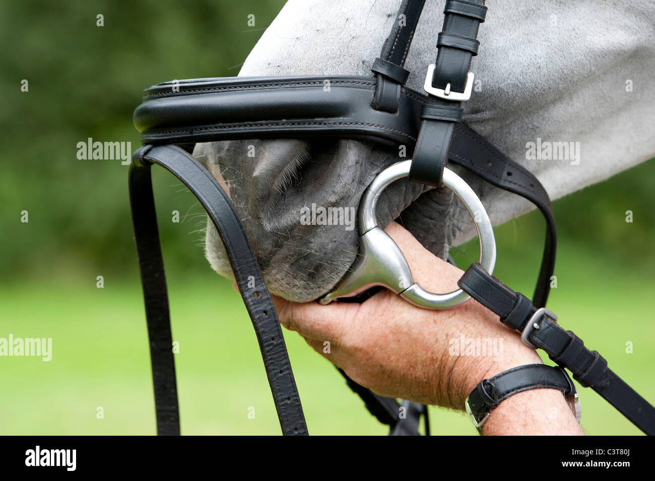 Le bit met la main à l'intérieur de la bouche du cheval Banque D'Images