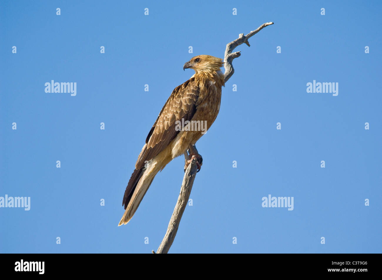 Kite, sifflement Coongie Lakes National Park, Australie du Sud Banque D'Images