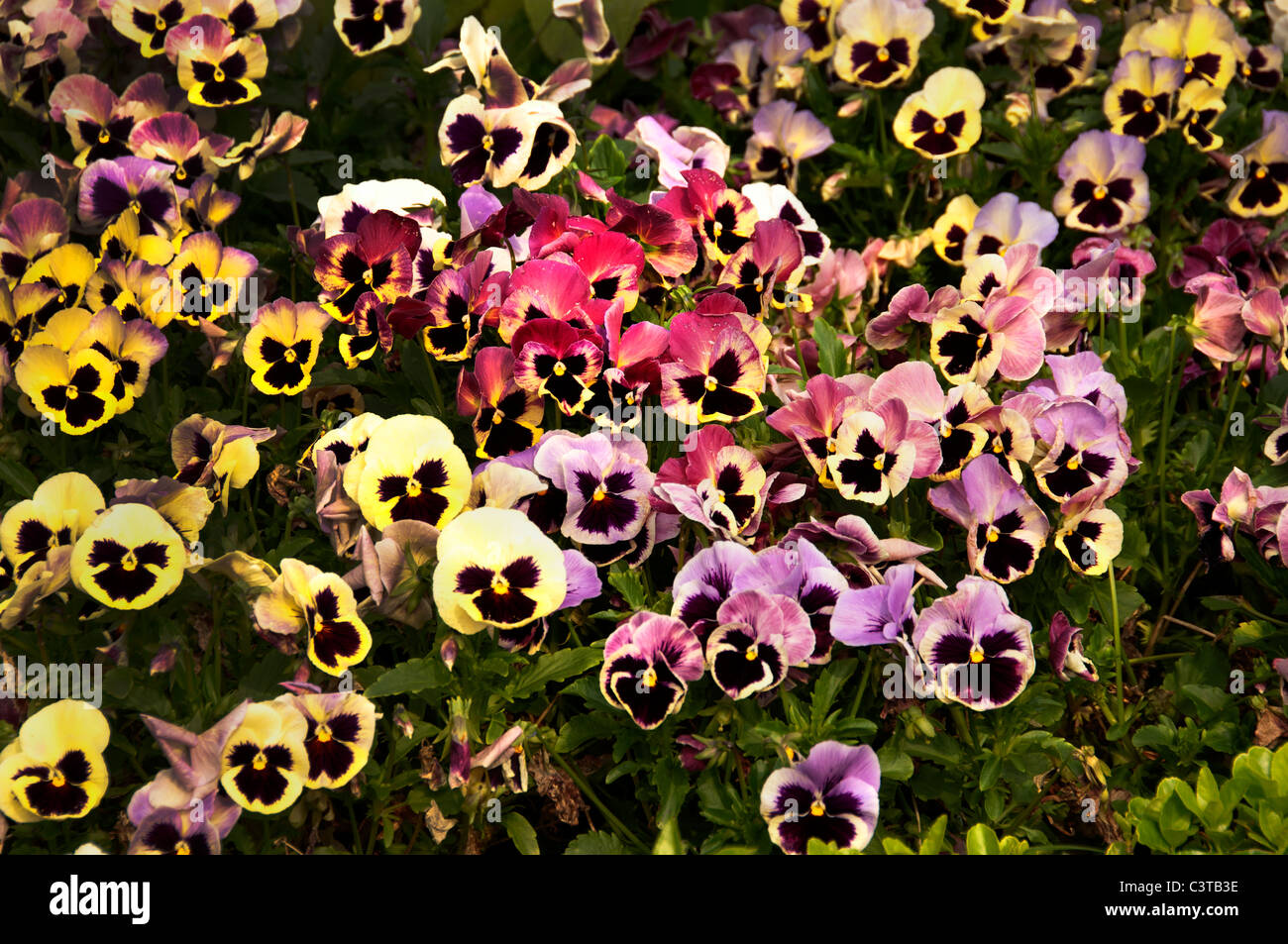 Parque de Alderi Eder Jardin San Sebastian Espagne Pays Basque espagnol l'Hôtel de ville de la vieille ville Banque D'Images