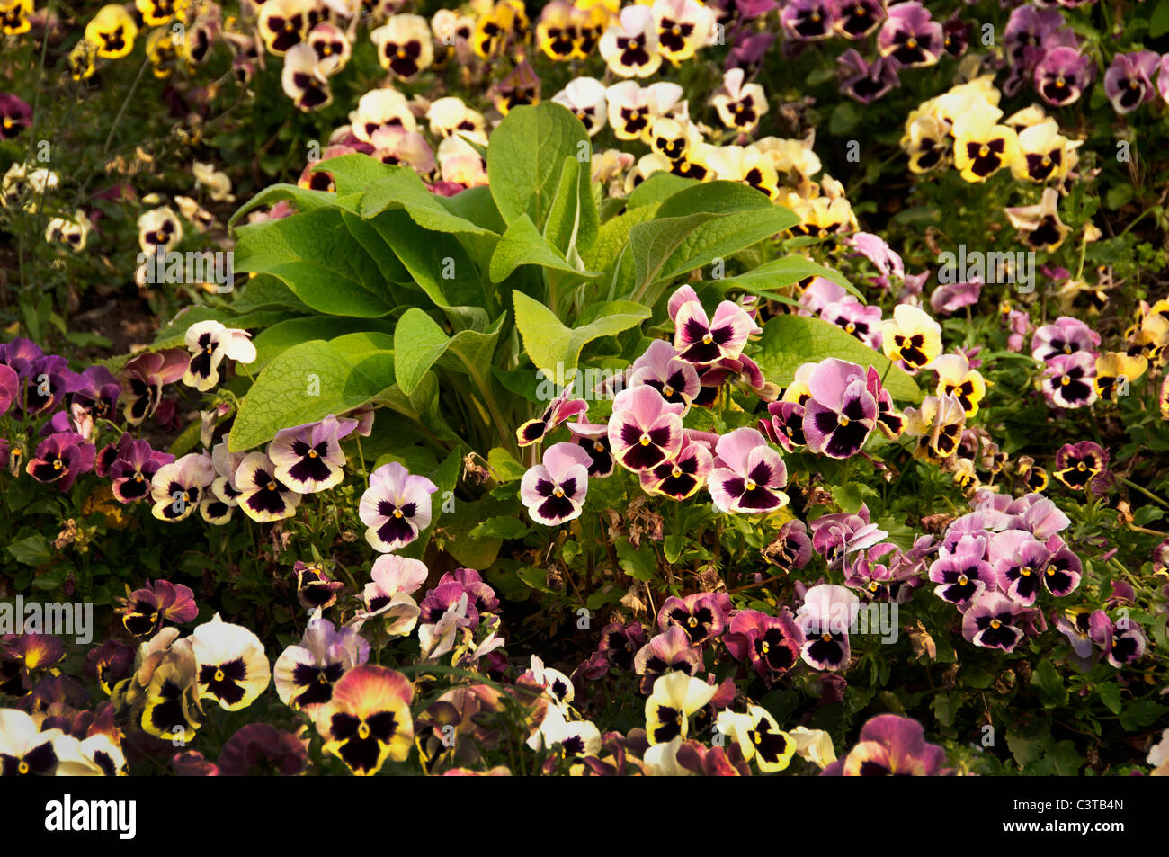 Parque de Alderi Eder Jardin San Sebastian Espagne Pays Basque espagnol l'Hôtel de ville de la vieille ville Banque D'Images
