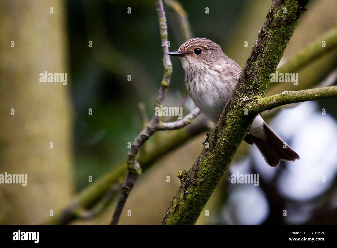 Spotted Flycatcher - Muscicapa striata Banque D'Images