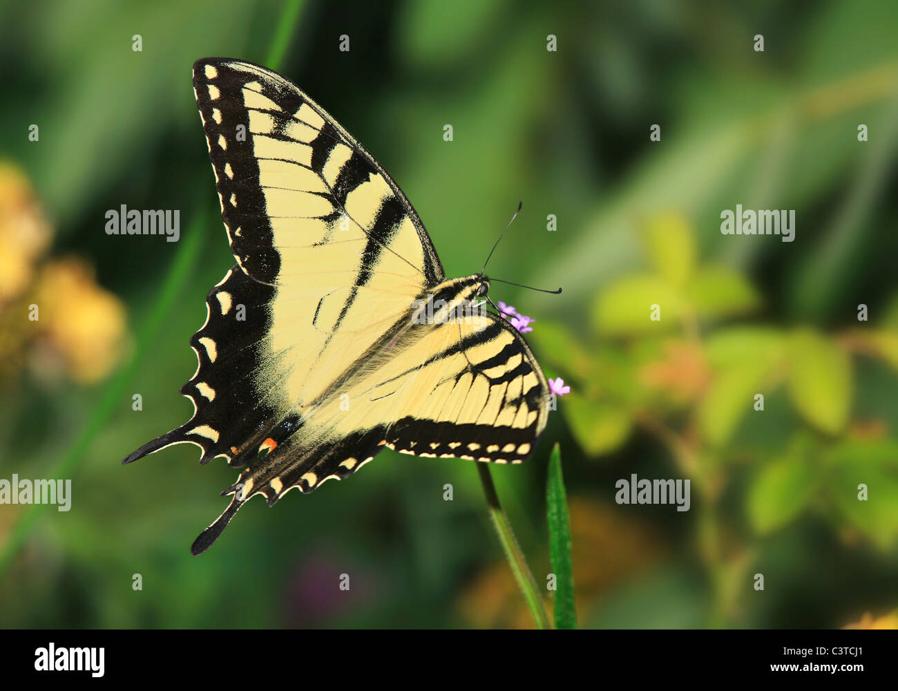 Un papillon jaune, l'Est Tiger Swallowtail Avec ailes ouvertes, de haut en bas Vue, Papilio glaucus Linnaeus Banque D'Images