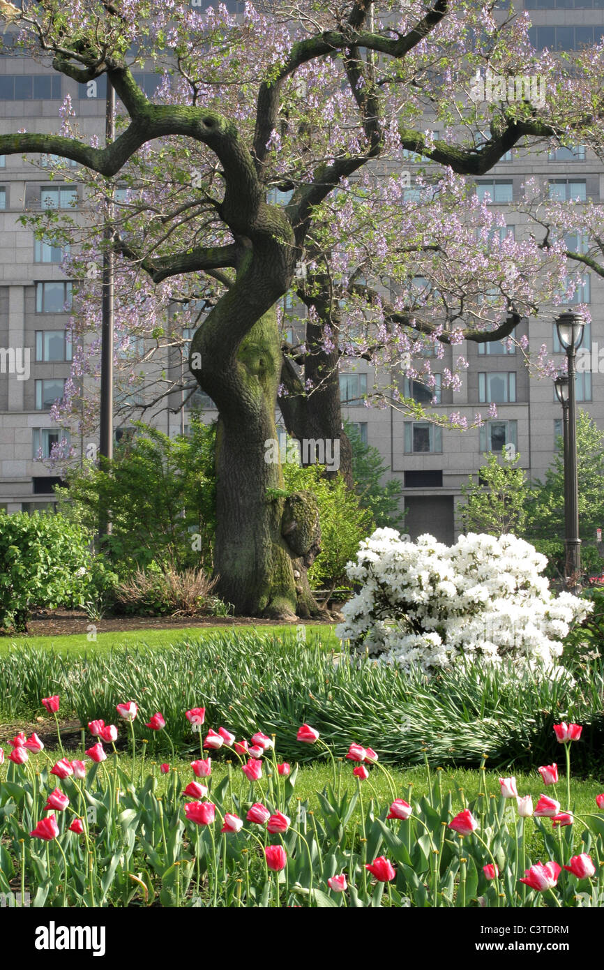 Des arbres et des fleurs dans le Logan Square, au début du printemps, Philadelphia, Pennsylvania, USA Banque D'Images