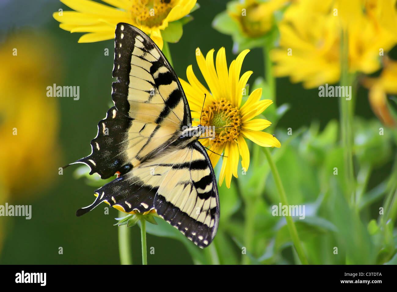 Papillon, Tiger Swallowtail sur Boussole Fleur, Papilio Glaucus Banque D'Images