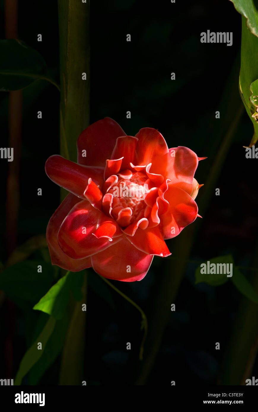 Torch ginger, Bunga kantan Banque D'Images