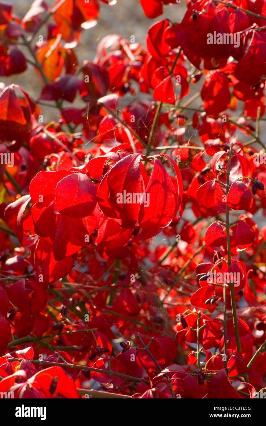 L'automne les feuilles rouges de l'arbre de fusée, Euonymus alatus Banque D'Images