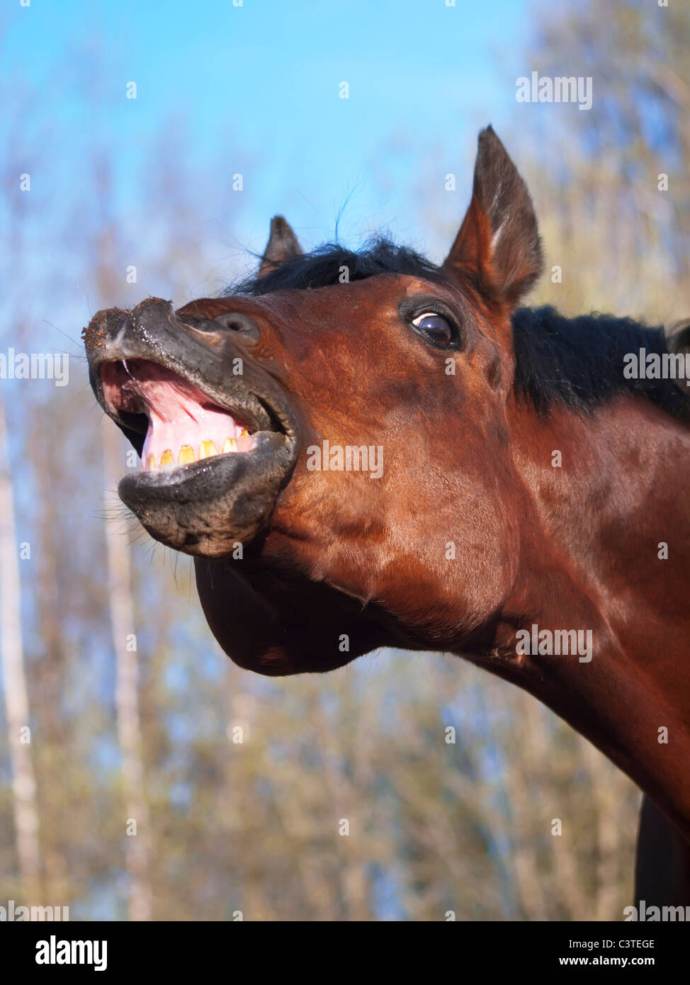 Sens De L Humour Banque D Image Et Photos Alamy