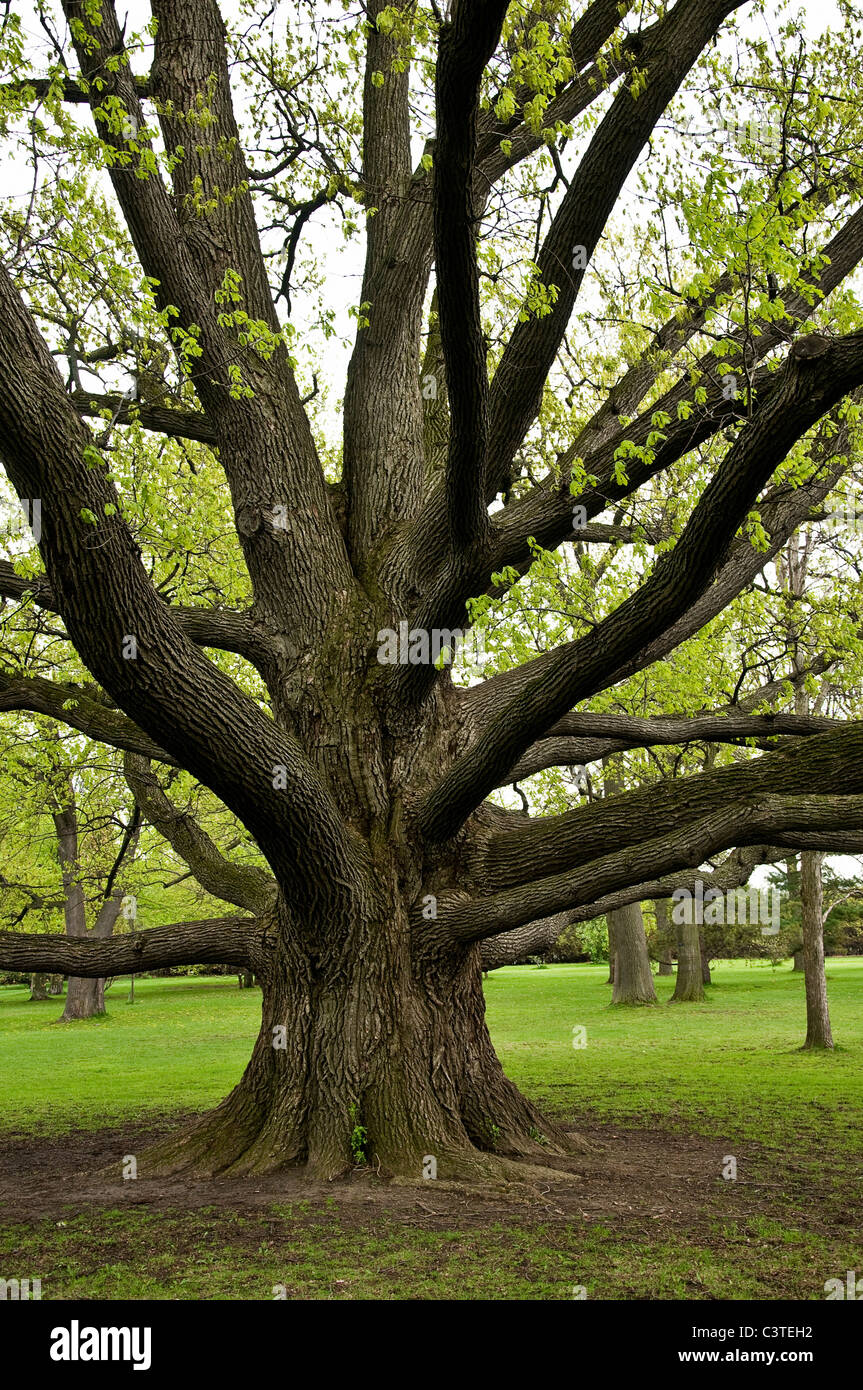 Grand chêne avec extension des branches. Banque D'Images