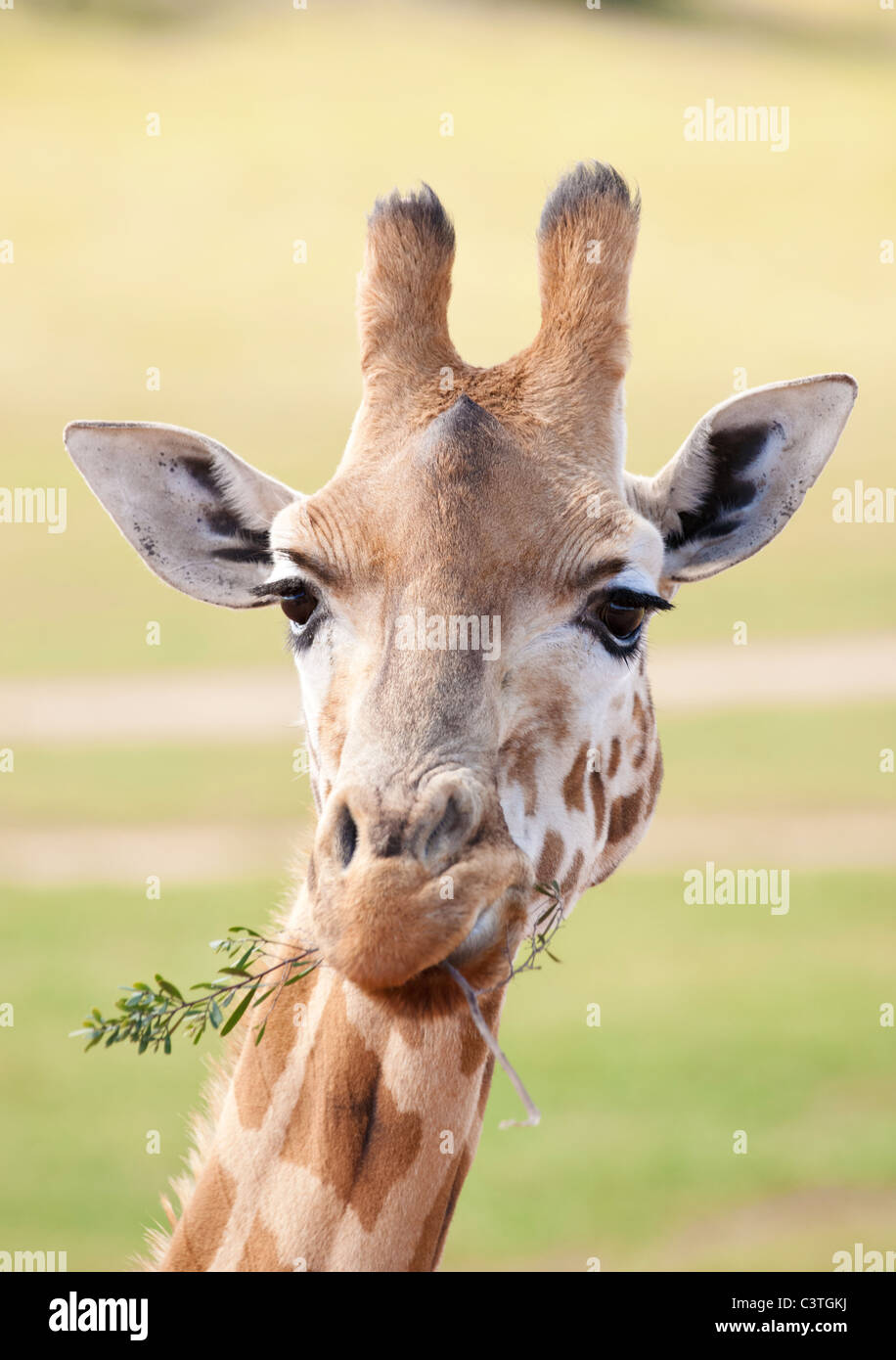 Girafe africaine dans l'environnement naturel de près Banque D'Images