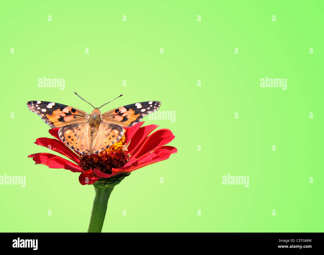 La belle dame (papillon) sur la fleur (zinnia) Banque D'Images