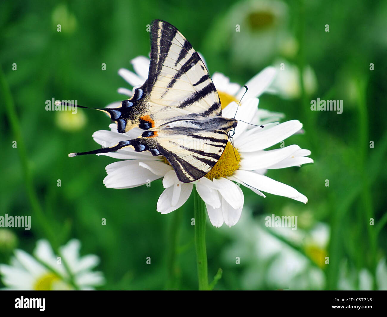 Swallowtail Butterfly (rares) sur une camomille Banque D'Images