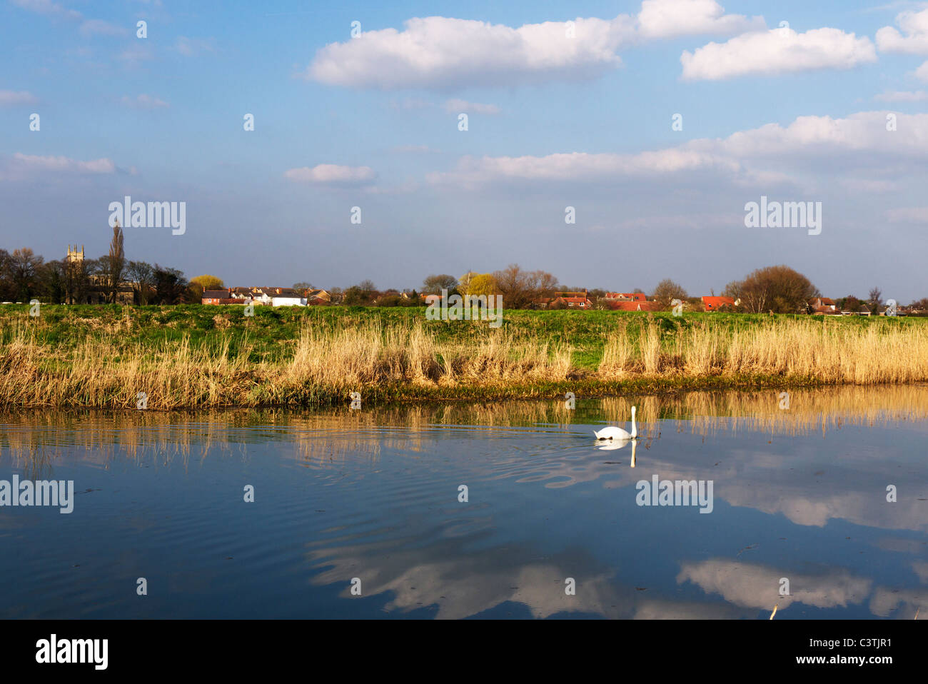 Un cygne nager en bas de la rivière Witham par une chaude après-midi passé, le cherry Willingham fen Banque D'Images