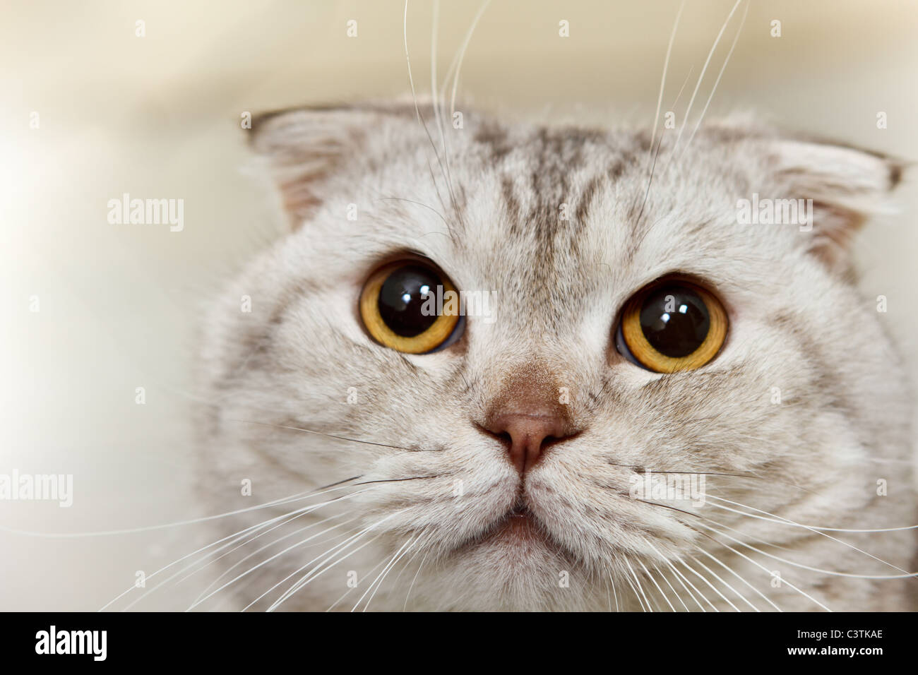Close up portrait of hungry cat écossais gris Banque D'Images