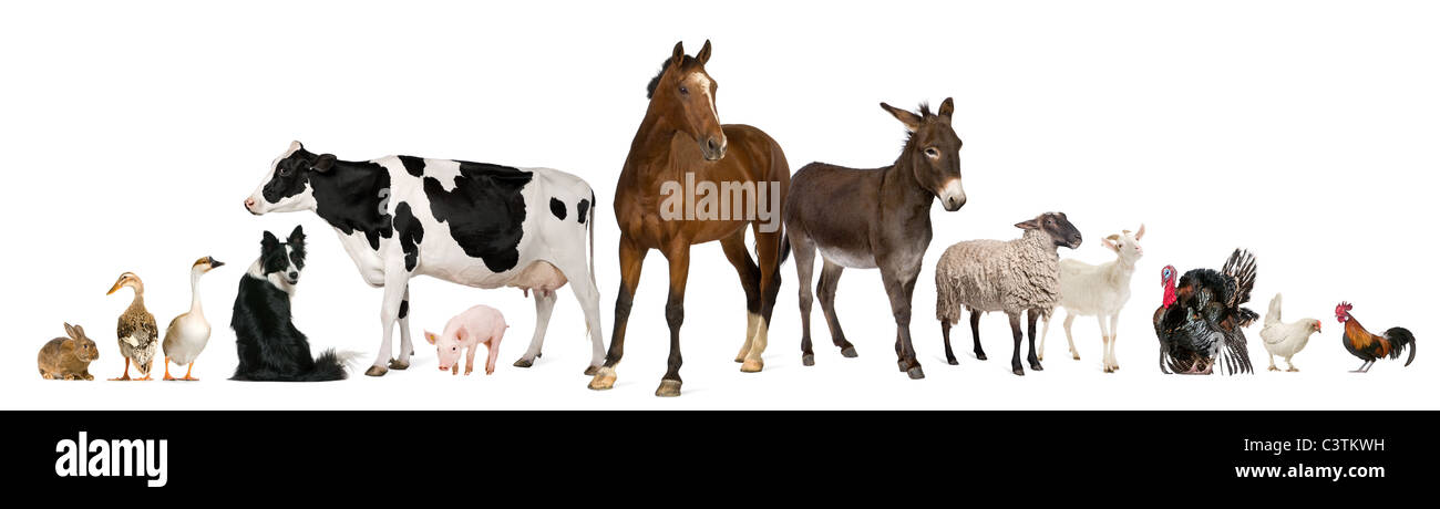 Variété d'animaux de ferme in front of white background Banque D'Images