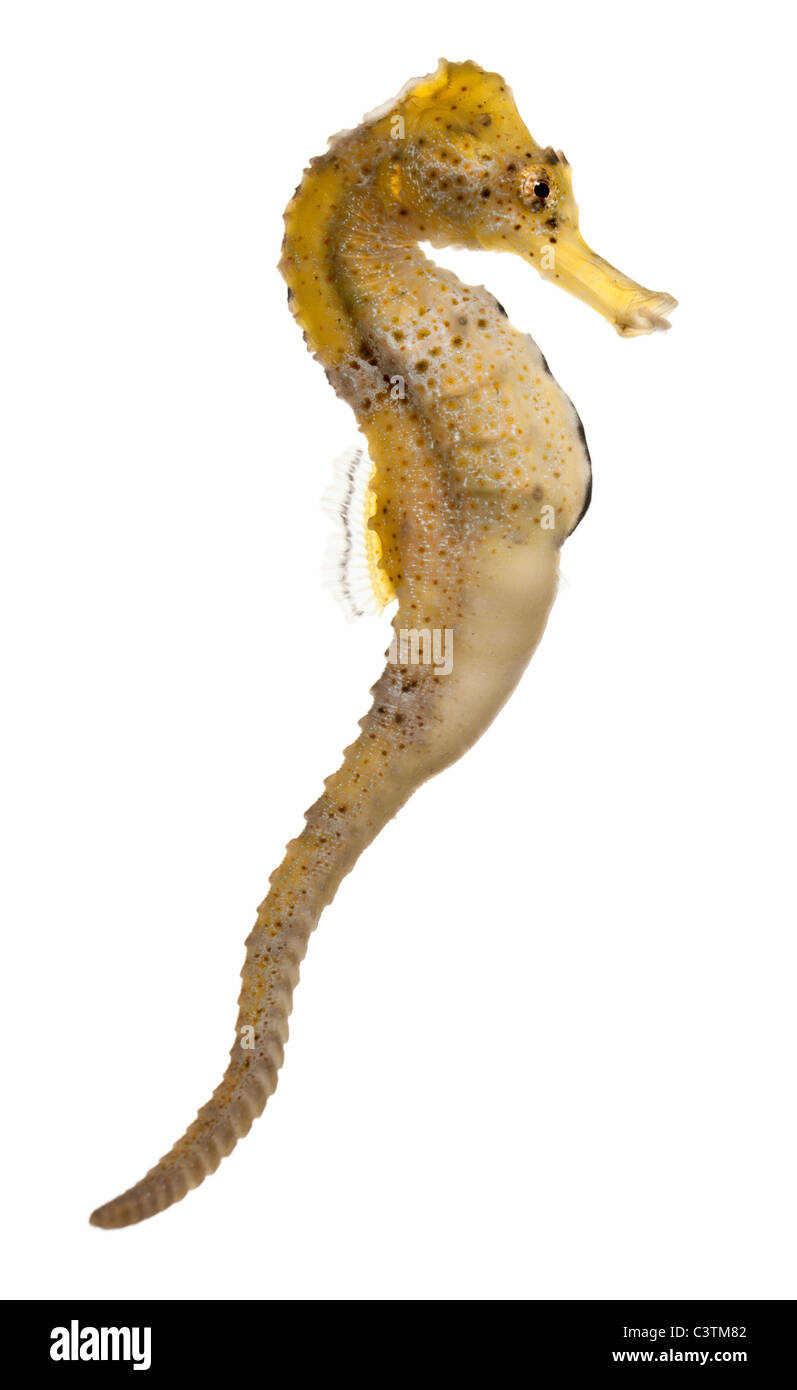 Longsnout seahorse seahorse mince ou, de l'Hippocampe reidi jaunâtres, in front of white background Banque D'Images