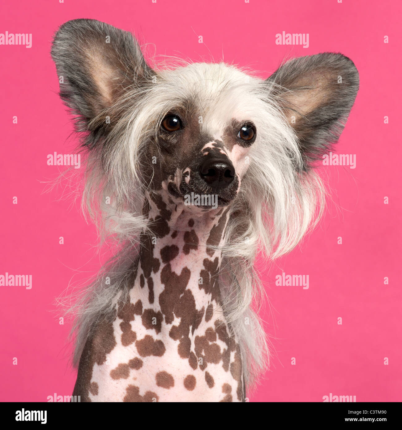 Chien Chinois à Crête en face de fond rose Banque D'Images
