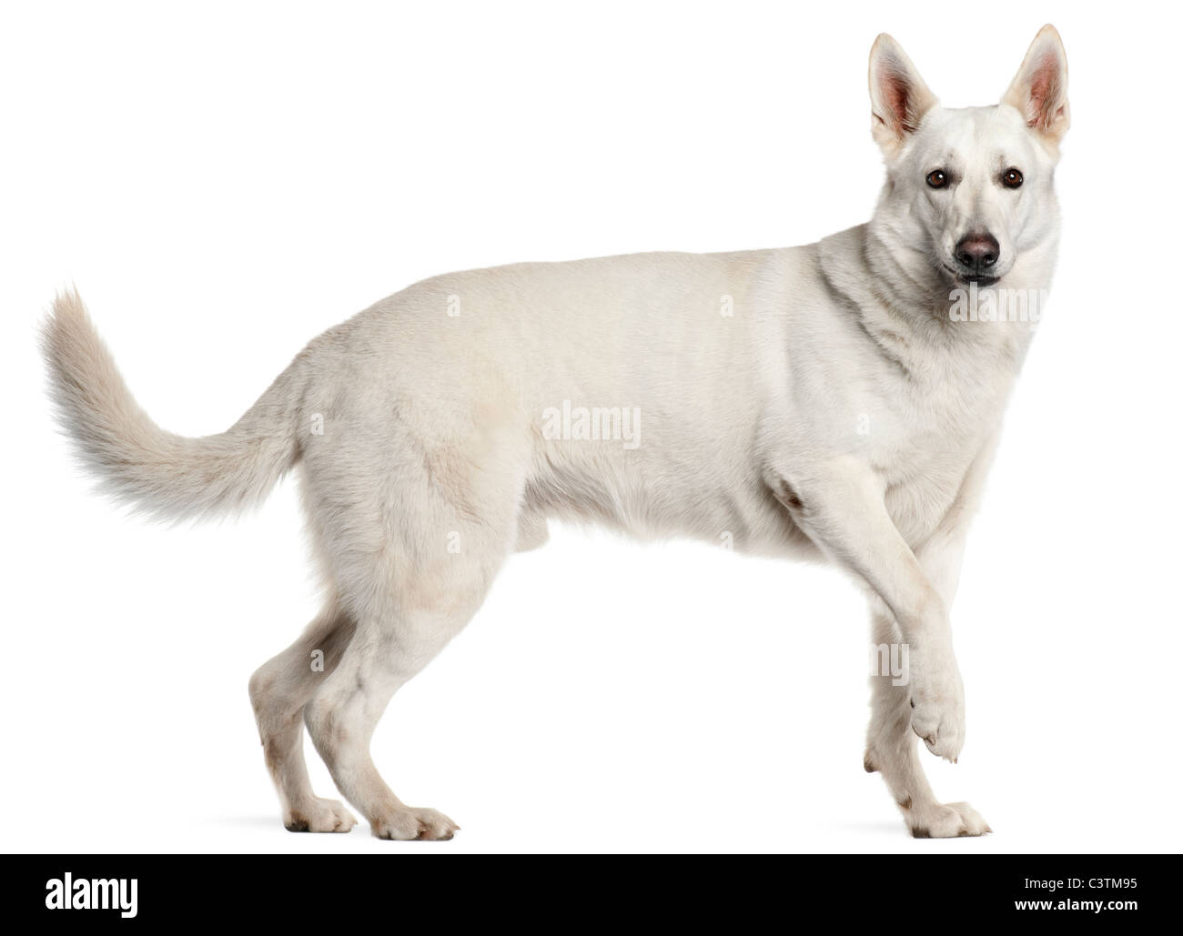 Chien Berger Blanc Suisse, 4 ans, in front of white background Banque D'Images