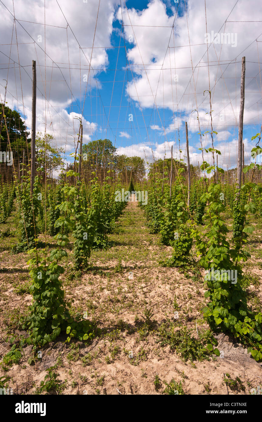 Hop Vignes Angleterre Kent Sandhurst Banque D'Images