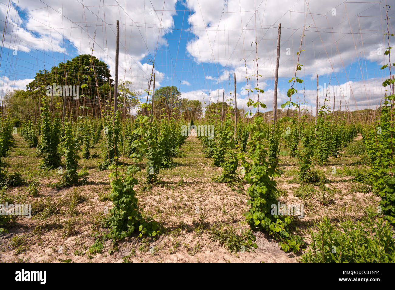 Hop Vignes Angleterre Kent Sandhurst Banque D'Images