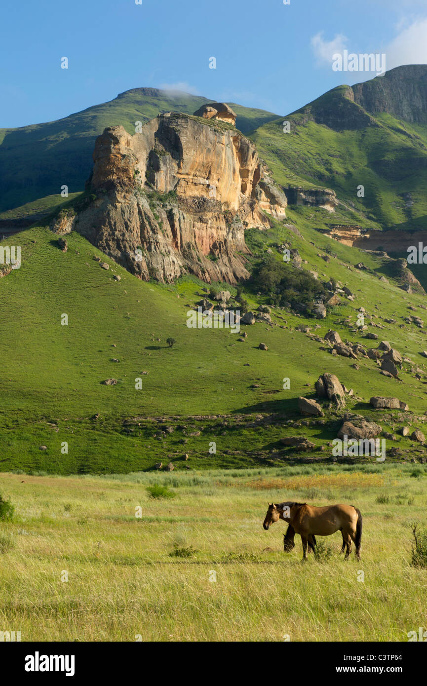 Les chevaux dans le domaine à l'extérieur de Clarens, Free State, Afrique du Sud Banque D'Images