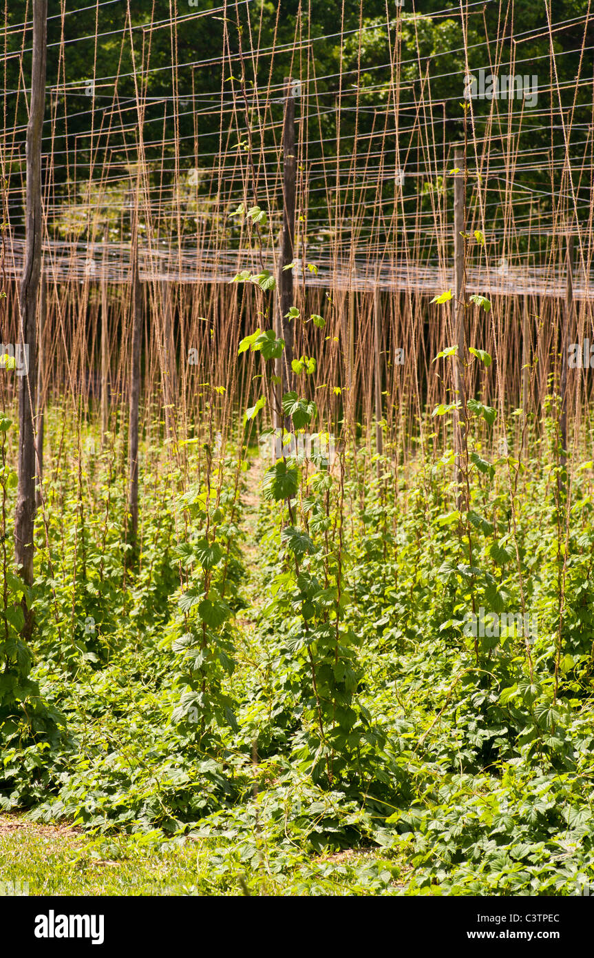 Hop Vignes Kent Englan Sandhurst Banque D'Images