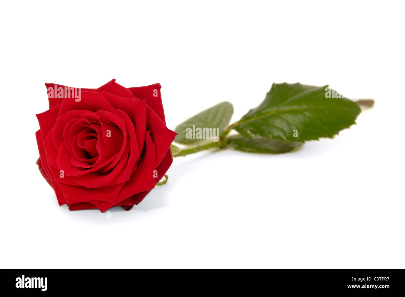 Fleur rose rouge isolé sur fond blanc Banque D'Images