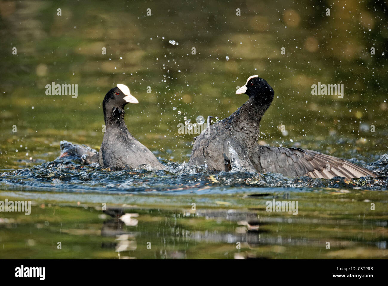 Foulque Fulica atra, oiseaux convoyeur sur l'eau, Midlands, Avril 2011 Banque D'Images