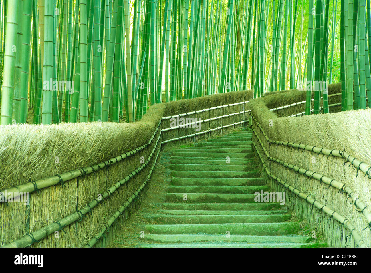 Forêt de bambous Banque D'Images