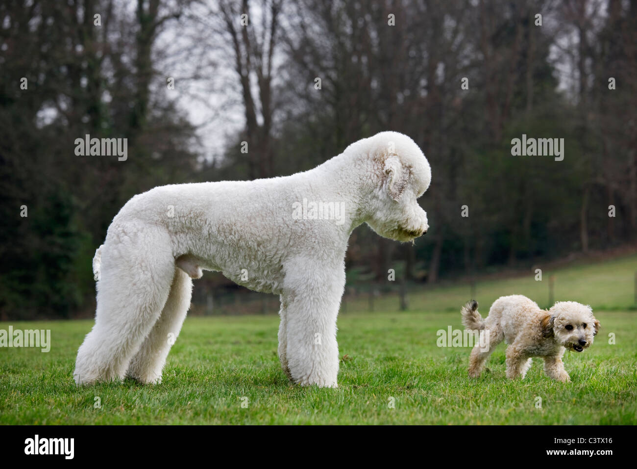 Caniche royal (Canis lupus familiaris) avec jardin dans petit Banque D'Images