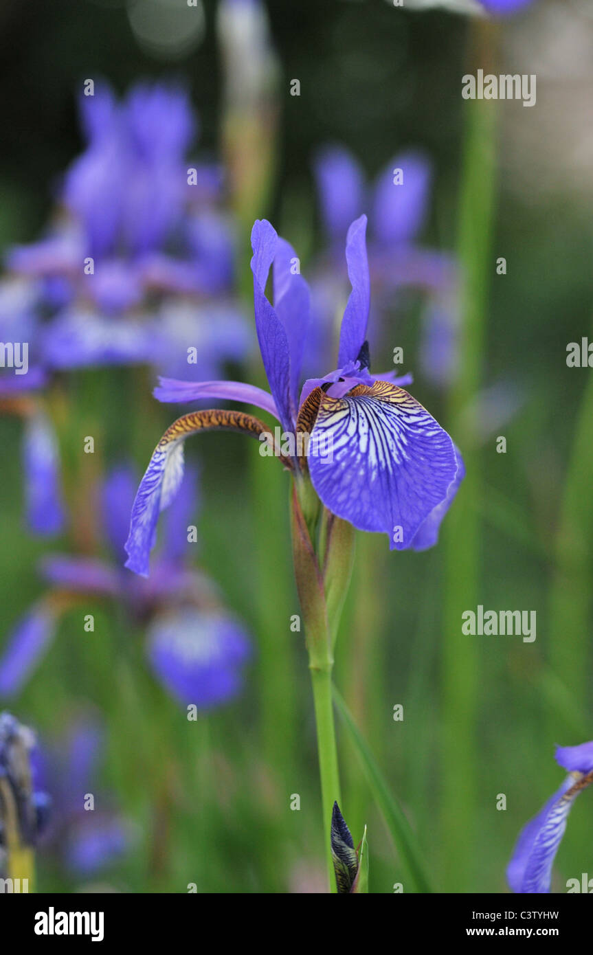 Iris en fleurs Banque D'Images