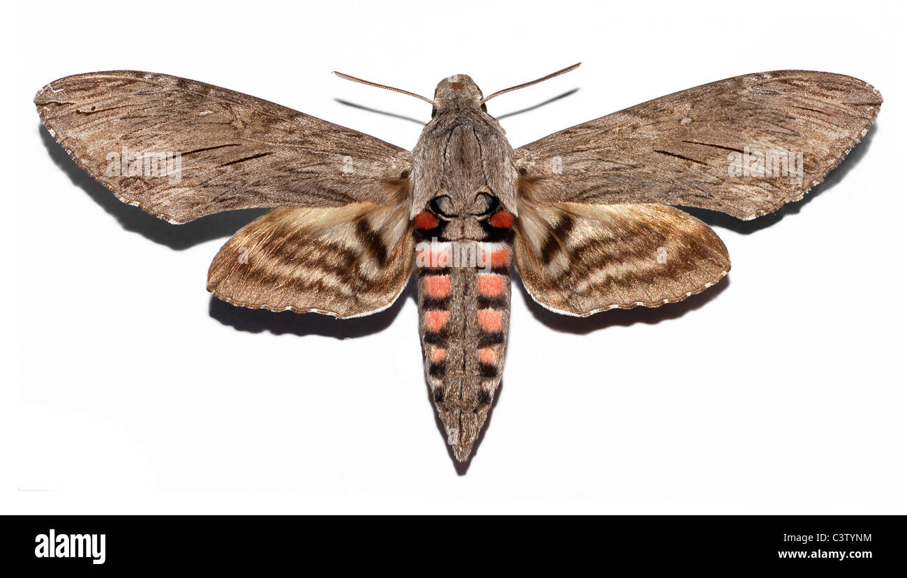 Convolvulus Hawk-moth (Agrius convolvuli) isolé sur fond blanc Banque D'Images