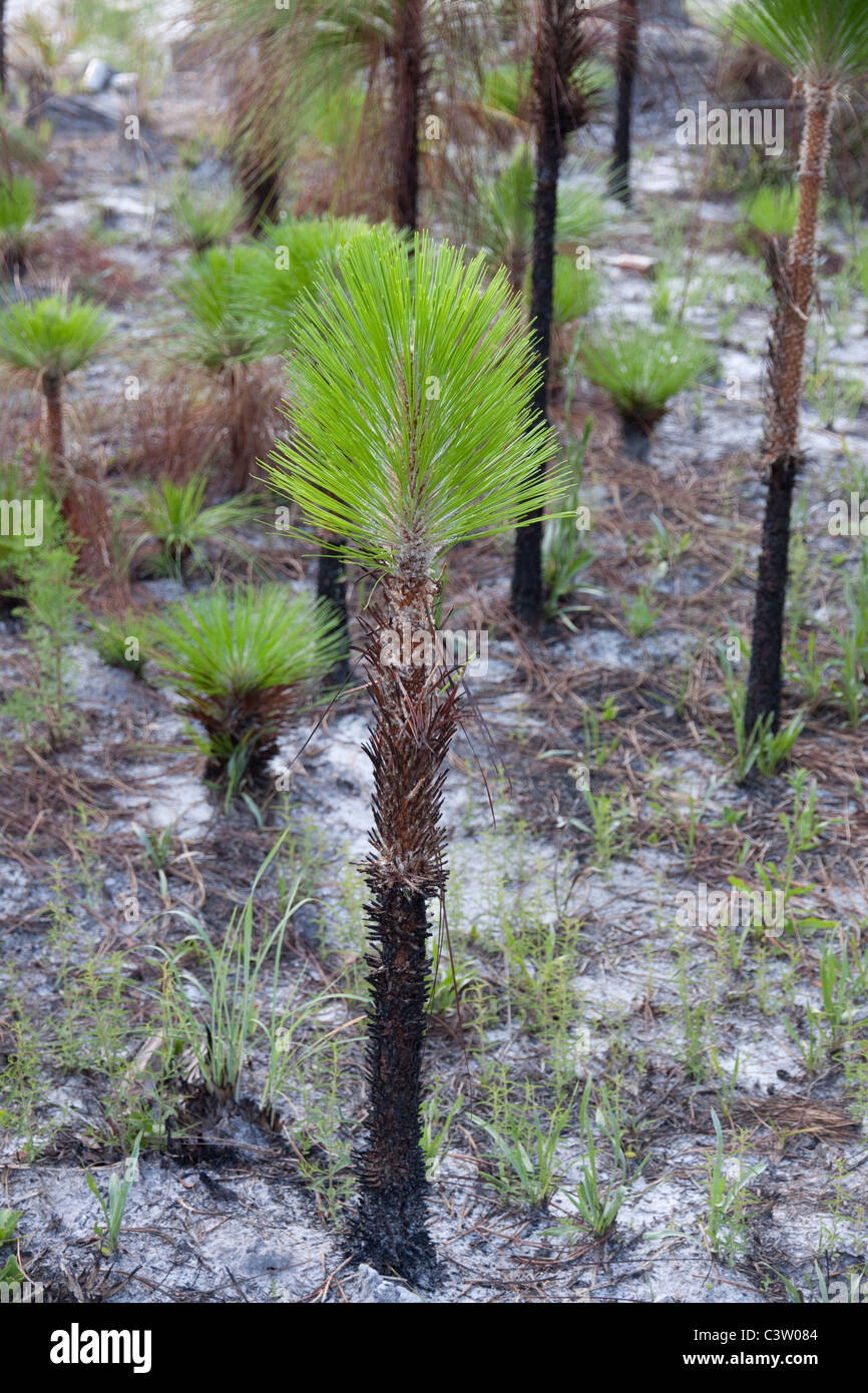 Longleaf pine Pinus palustris de jeunes arbres Forêt Forêt nationale d'Apalachicola Floride USA Banque D'Images