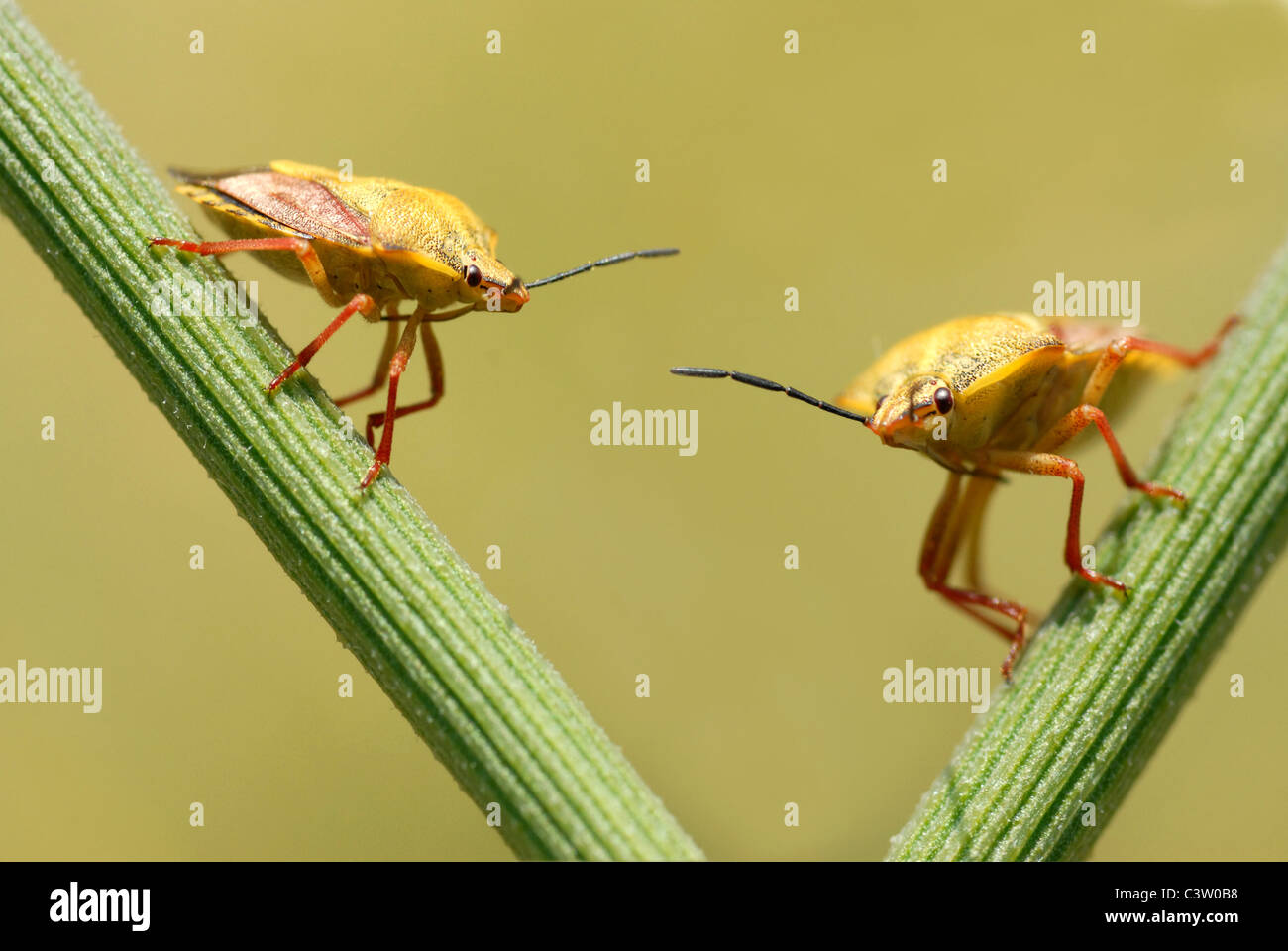 Deux bugs de macro bouclier sur étamine Banque D'Images