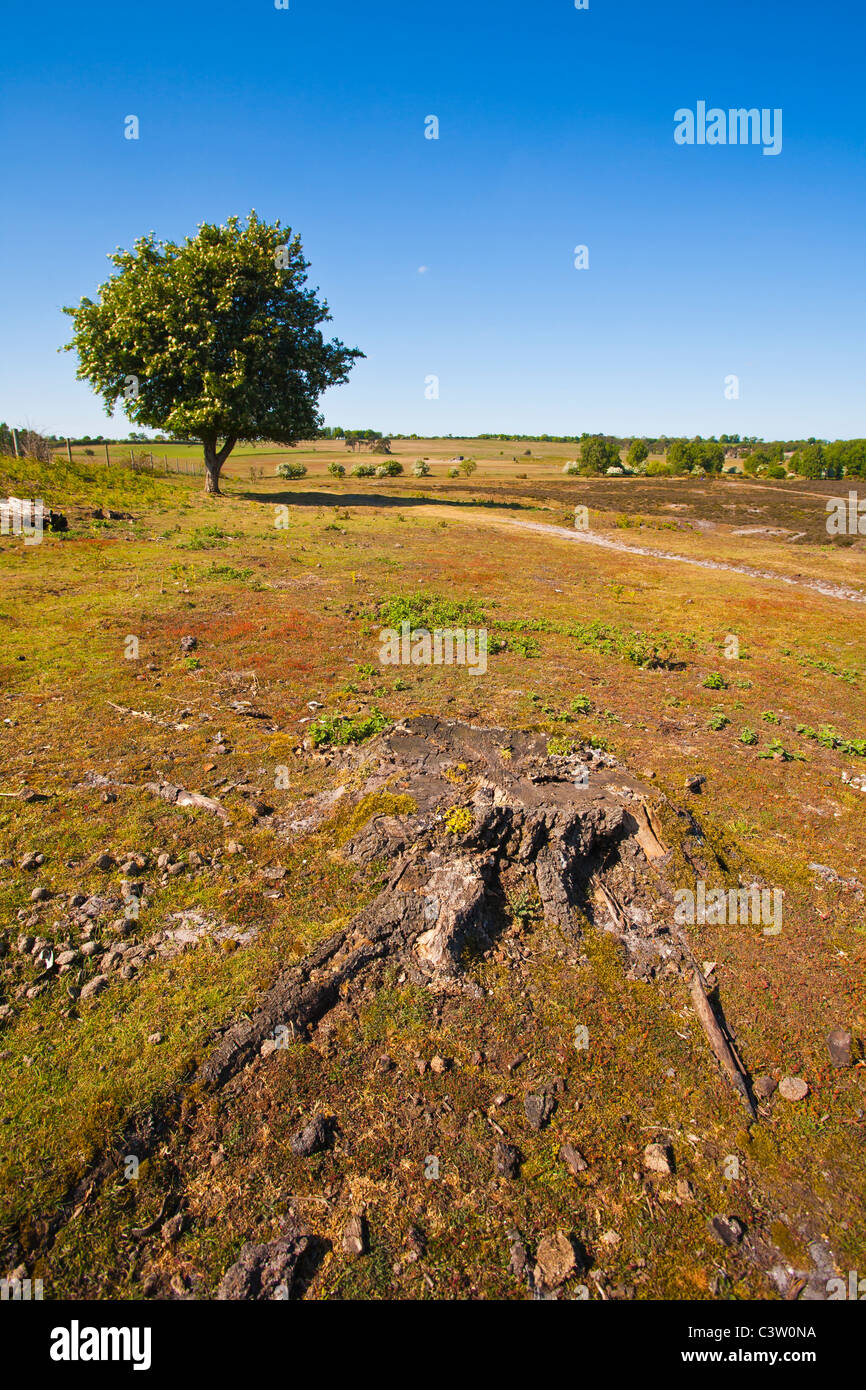 Le Roydon heath commun à West Norfolk. Banque D'Images