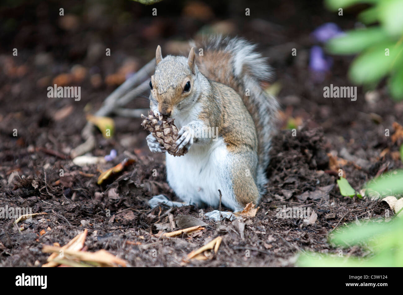 Nature de la faune écureuil gris Sciurus Carolinensus Ville London Greenwich park manger des noix noix uk Grande-bretagne angleterre Banque D'Images