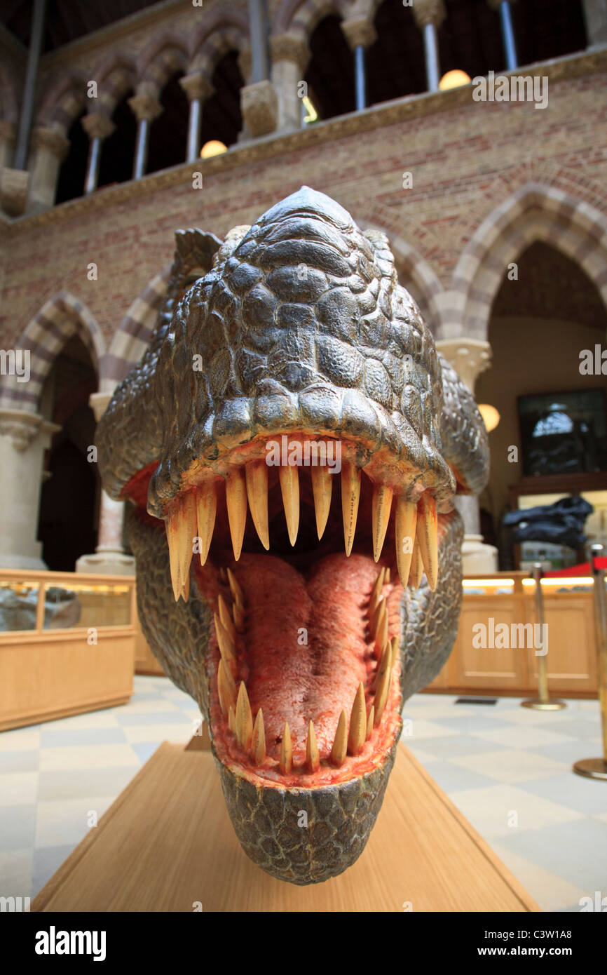 T. Rex Dinosaur model tête au Musée d'histoire naturelle de l'Université d'Oxford, Oxford, Angleterre Banque D'Images