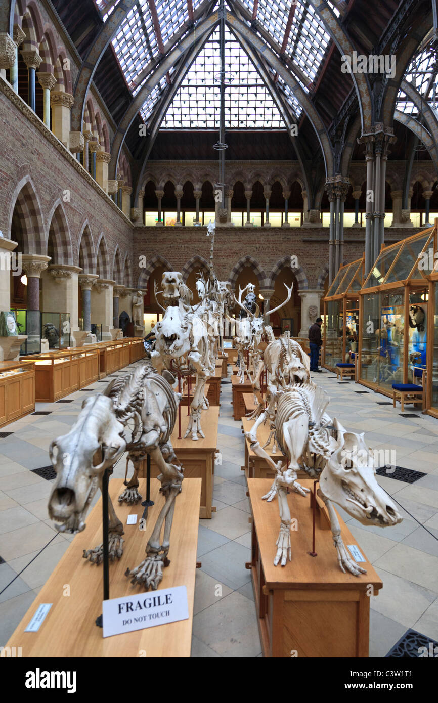 Des squelettes d'animaux au Musée d'histoire naturelle de l'Université d'Oxford, Oxford, Angleterre Banque D'Images