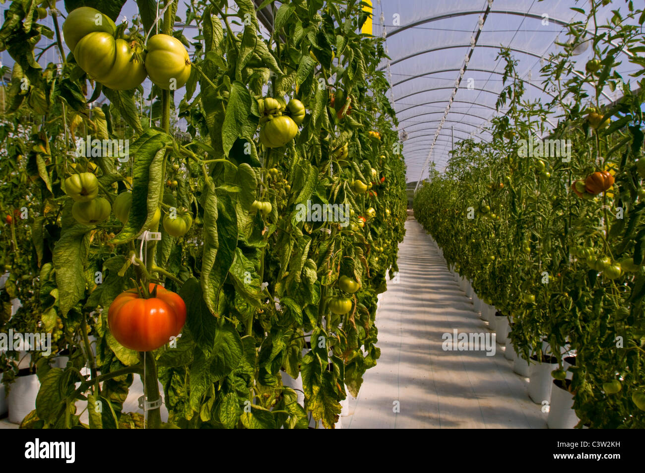 Les tomates fraîches heirloom de plus en ambiance contrôlée, serre hydroponique Linn's Family Farm, près de Cambria, Californie Banque D'Images