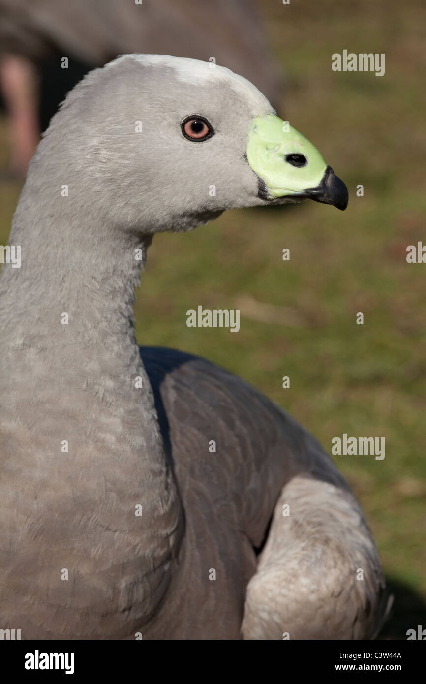 Ou Cape Barren Geese (Cereopsis novaehollandiae Cereopsis). Îles au large de l'Australie. Tête avec le projet de loi sur cere vert Banque D'Images