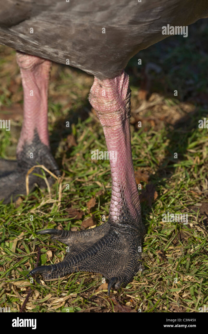 Ou Cape Barren Geese (Cereopsis novaehollandiae Cereopsis). Îles au large de l'Australie. Remarque les jambes et les orteils griffus fortement. Banque D'Images