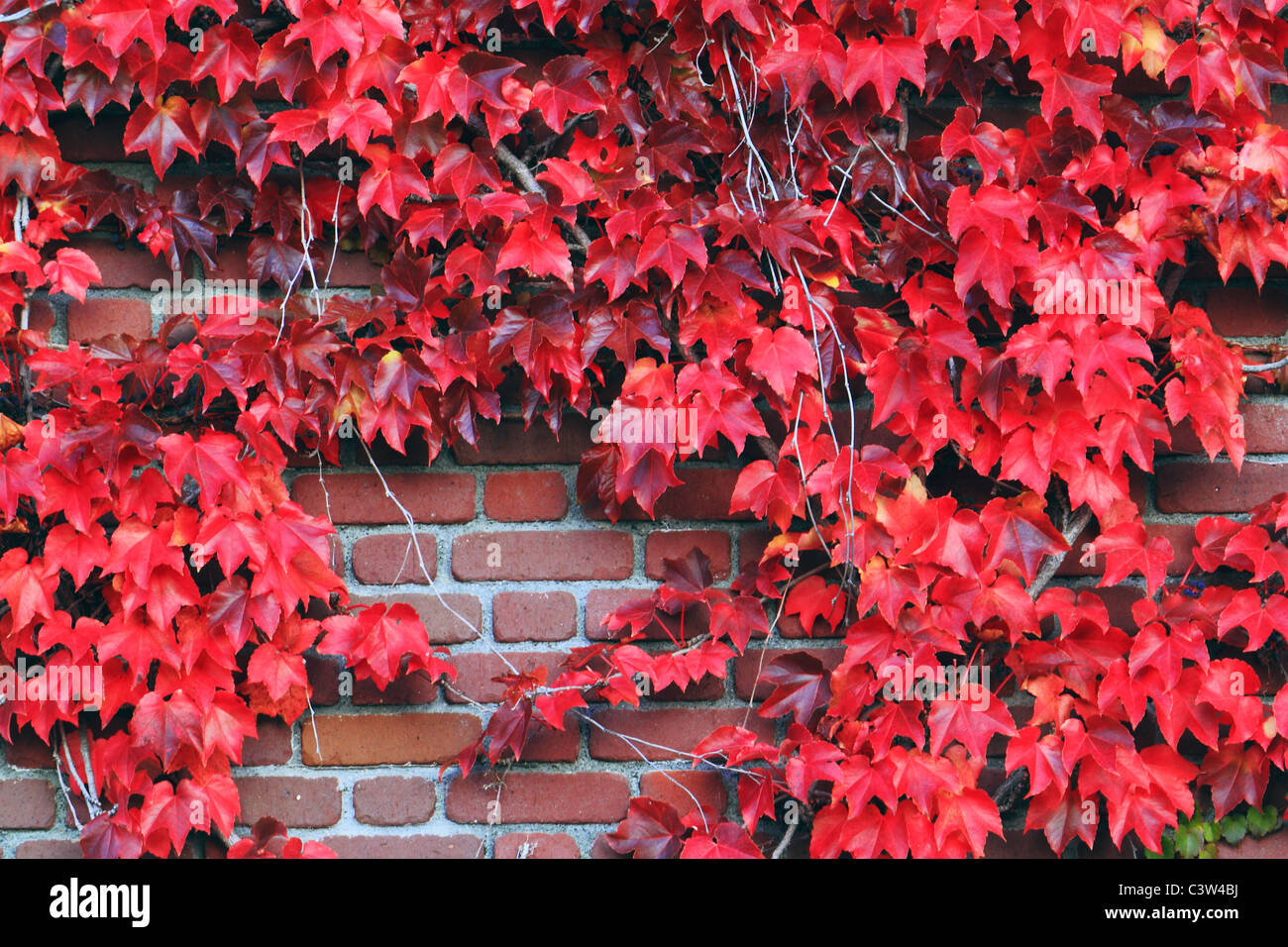 Lierre japonais en automne Banque D'Images