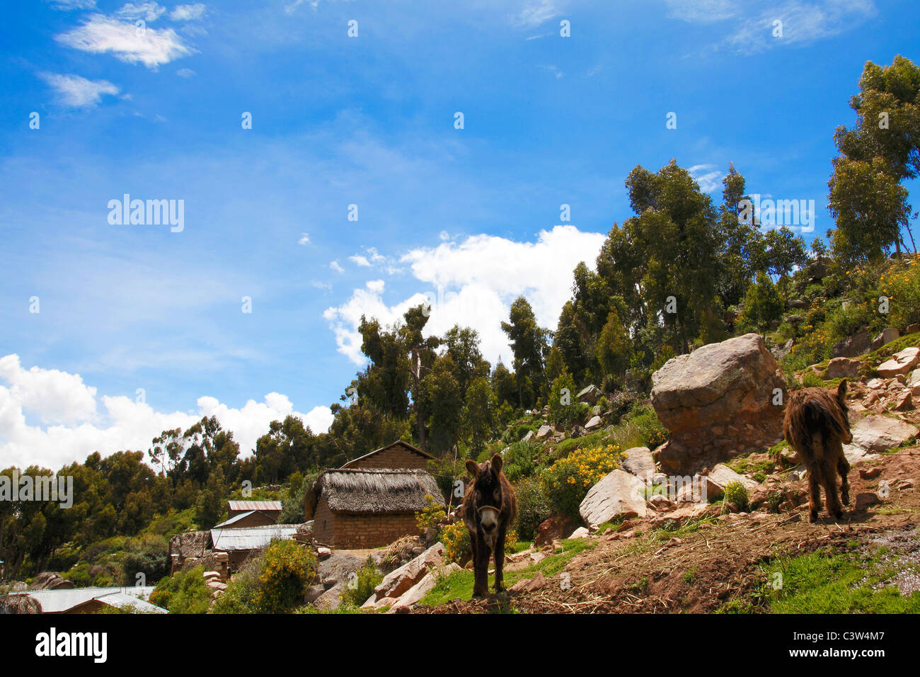 Maisons près du lac Titicaca, Andes, Pérou Banque D'Images