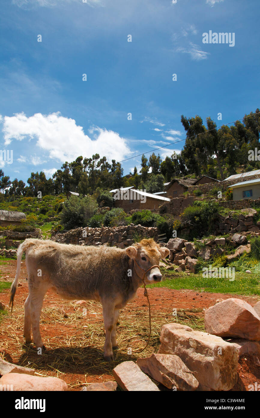 Maisons près du lac Titicaca, Andes, Pérou Banque D'Images