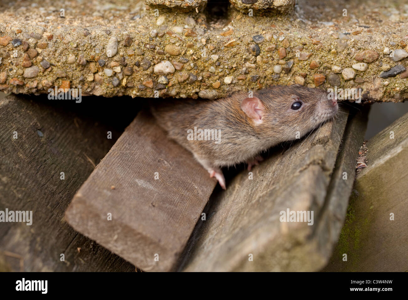 Rat surmulot (Rattus norvegicus). Curieux, exploratoire et rescourceful animal. Banque D'Images
