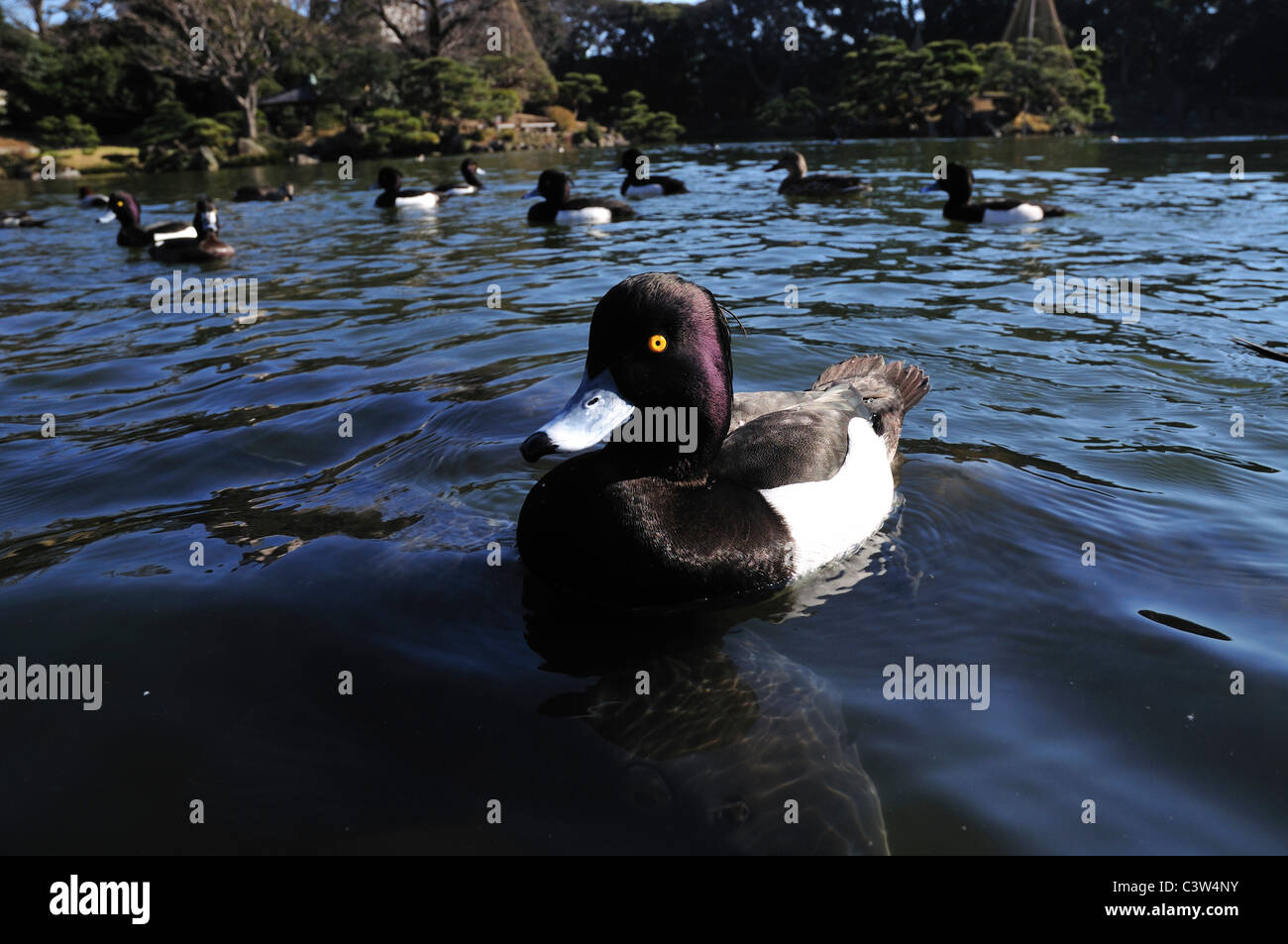 Fuligule morillon, Koto ward, Tokyo Prefecture, Honshu, Japan Banque D'Images