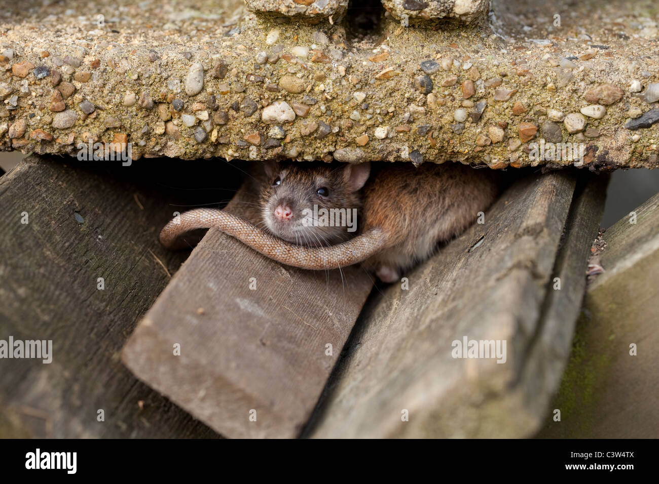 Rat surmulot (Rattus norvegicus). Curieux, exploratoire et rescourceful animal. Banque D'Images
