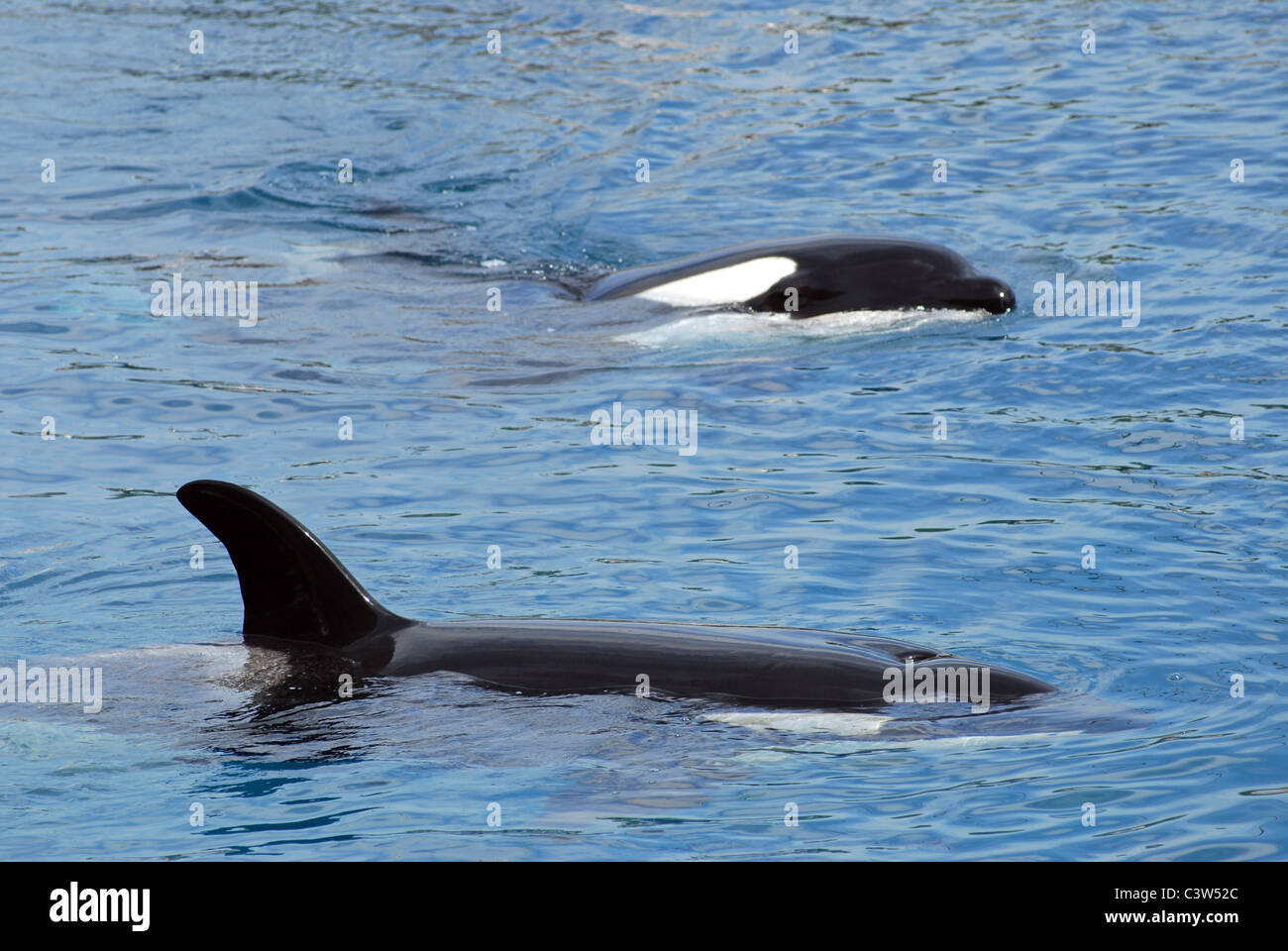 Deux épaulards (Orcinus orca) Nager dans l'eau bleue Banque D'Images