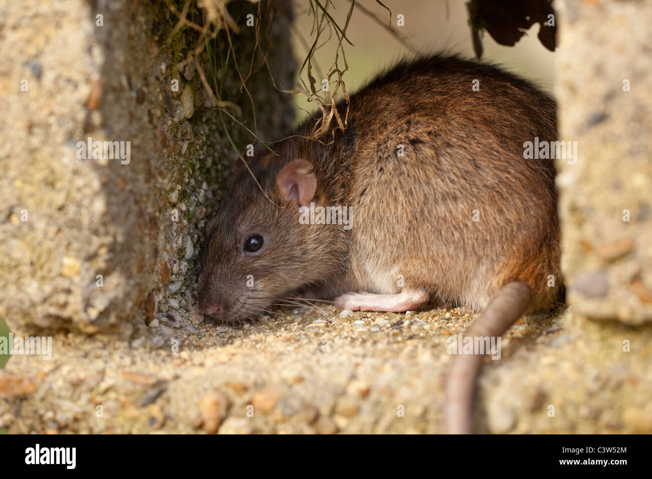 Rat surmulot (Rattus norvegicus). La recherche de couvrir d'éventuels frais généraux de prédation. Banque D'Images