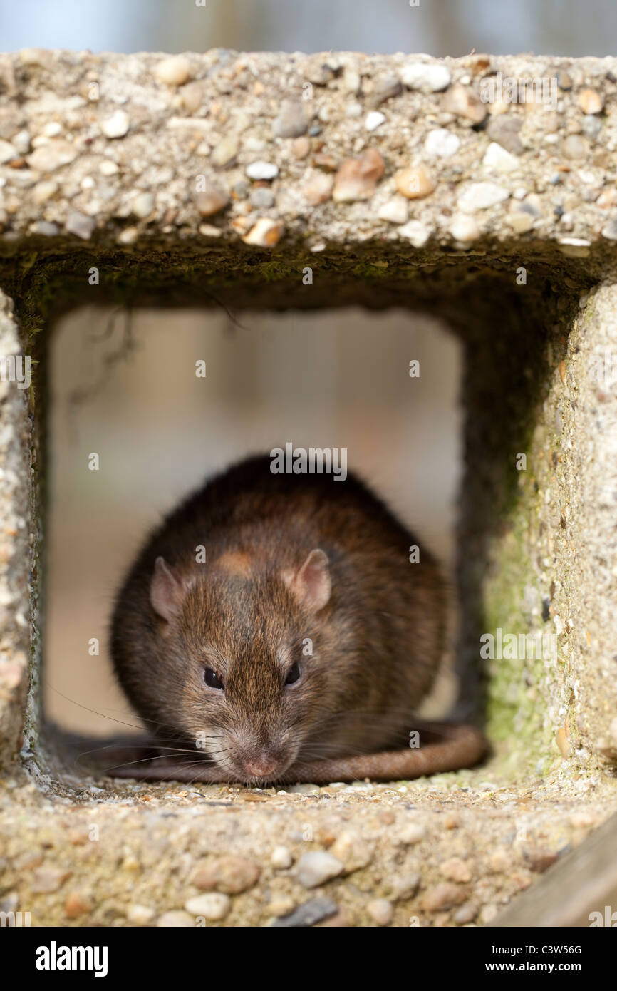 Rat surmulot (Rattus norvegicus). La recherche de couvrir d'éventuels frais généraux de prédation. Banque D'Images